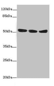 KYNU Antibody