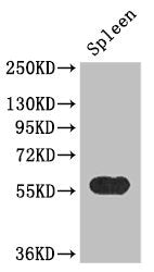 KYNU Antibody