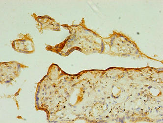TSPAN31 Antibody