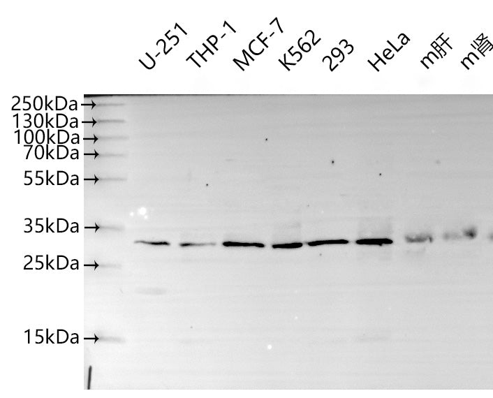 KLF9 Antibody