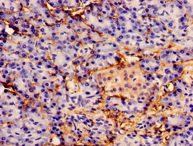 IHH Antibody
