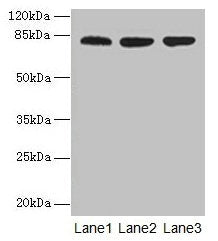 ACAP1 Antibody