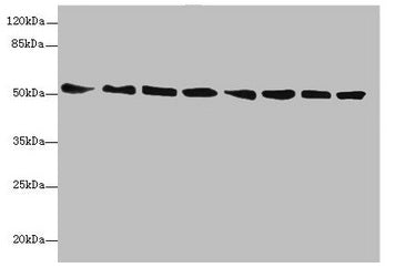 PDIA6 Antibody