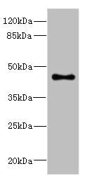 GPR68 Antibody