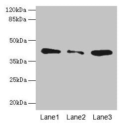 SGCA Antibody