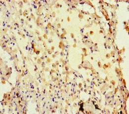HIST3H3 Antibody