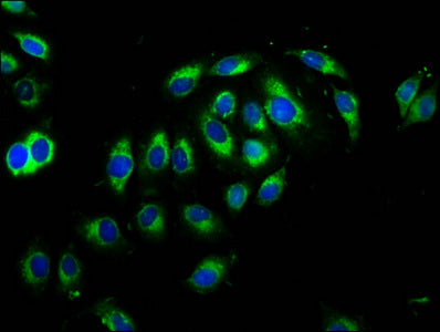CNTN1 Antibody