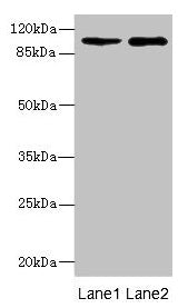 GRIK3 Antibody