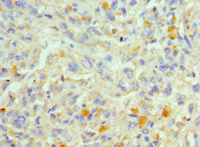 FADD Antibody