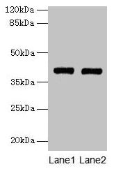 MAB21L1 Antibody