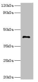 TDG Antibody