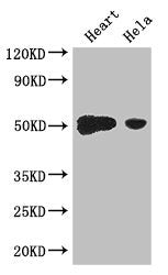 TFDP2 Antibody