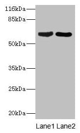 CRMP1 Antibody