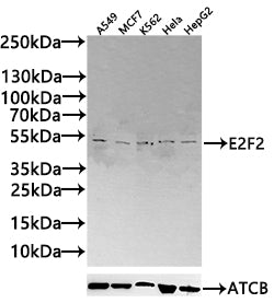 E2F2 Antibody