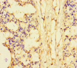 SMCO1 Antibody