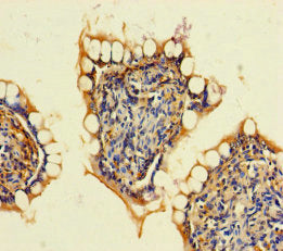 ARHGAP19 Antibody