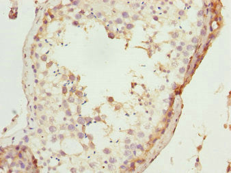 TAF11 Antibody