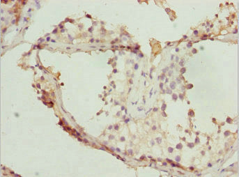 TAF11 Antibody