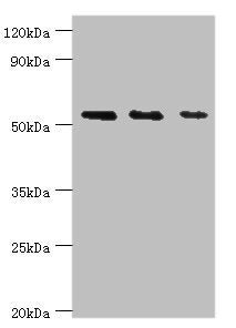 TAB1 Antibody