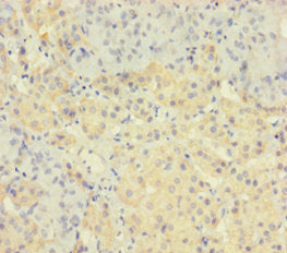 TAF12 Antibody
