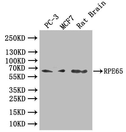 RPE65 Antibody