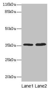 ACKR1 Antibody
