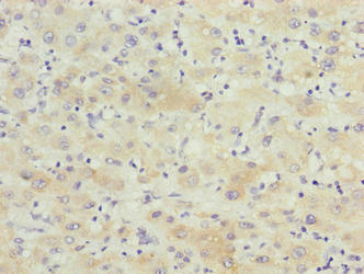 KCTD19 Antibody