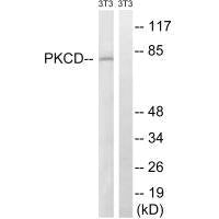 PRKCD (Ab-64) Antibody