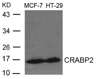 CRABP2 Antibody
