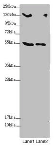 CSPP1 Antibody