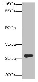 IZUMO4 Antibody