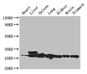 SWI5 Antibody