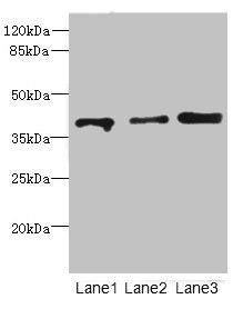 GABPB1 Antibody