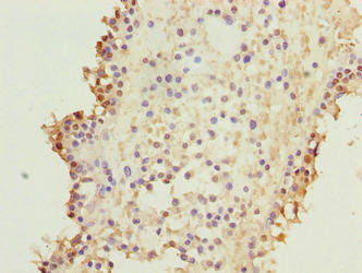 KIF26B Antibody