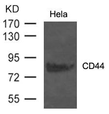 CD44 Antibody
