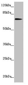 KIZ Antibody
