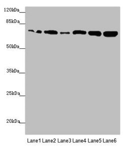 KIZ Antibody