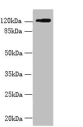 SLC4A8 Antibody