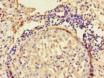 ANO4 Antibody