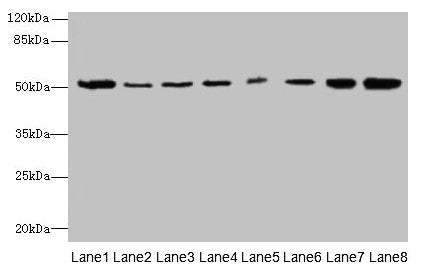 PGS1 Antibody