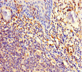 MAJIN Antibody