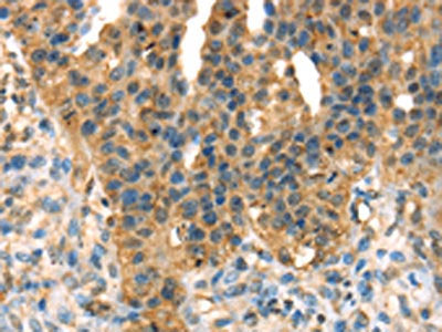 DHCR24 Antibody