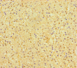 SP6 Antibody