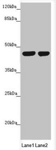 MTERF2 Antibody