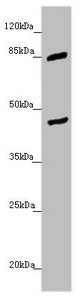 MTERF2 Antibody