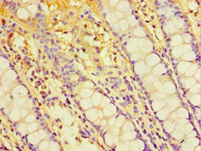 CHRFAM7A Antibody