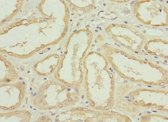 NRN1L Antibody