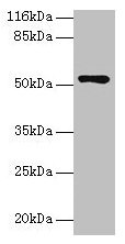 CCDC14 Antibody