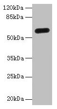 C8orf34 Antibody