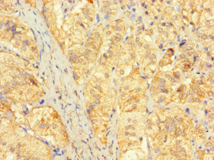 FAM153C Antibody
